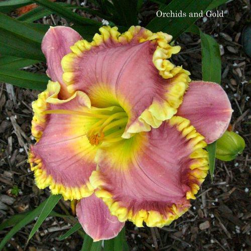 orchids wonderful